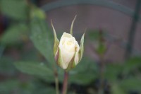 /album/fotogaleria-fotografia-macro/gfttt-2-0002-640x480-jpg/